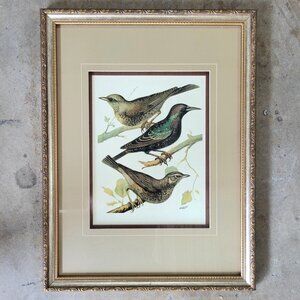Vintage Framed Bird Illustration Print By Rutledge Vintage Bird Art